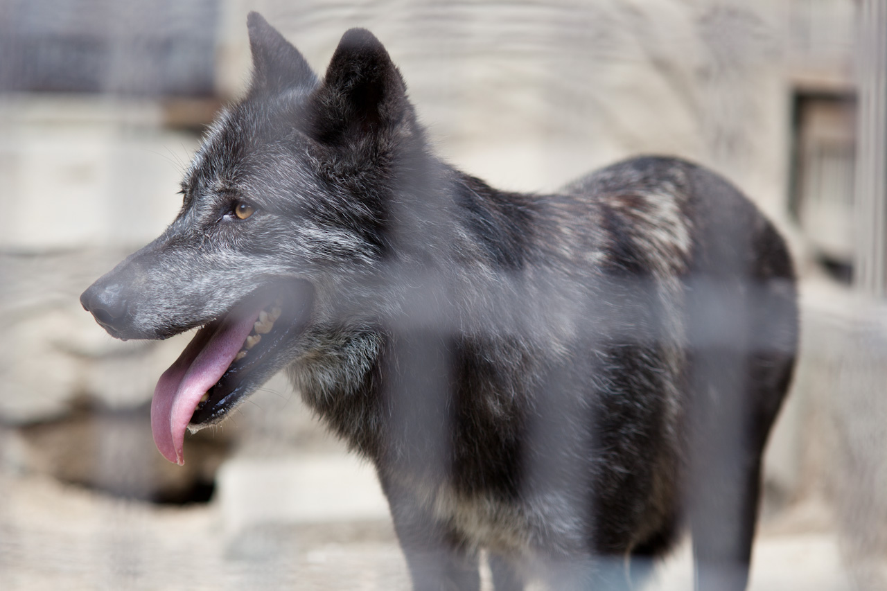 東山動物園 東山動植物園 Woofworks